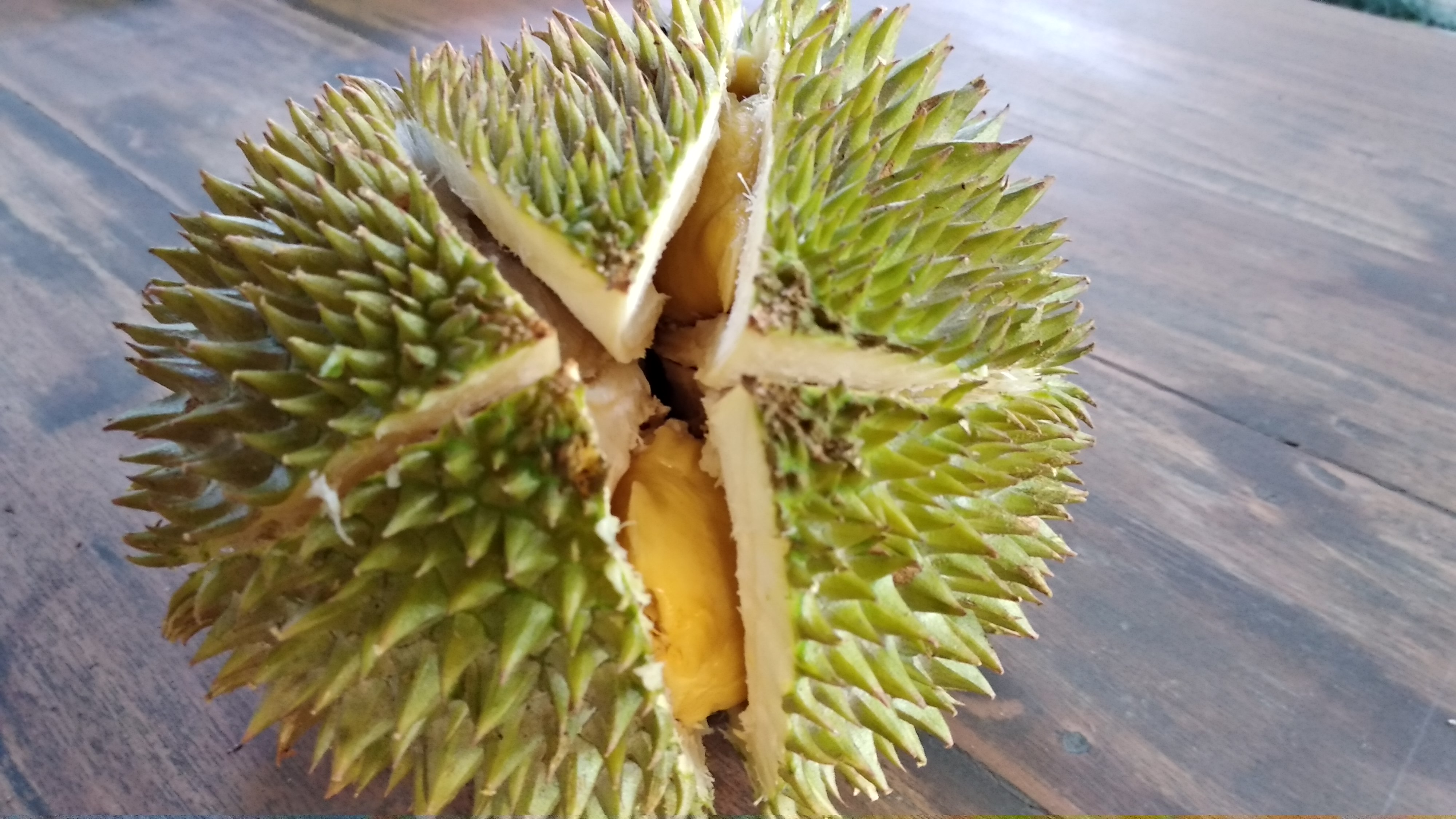 Have durian fruit of love Zoominglife